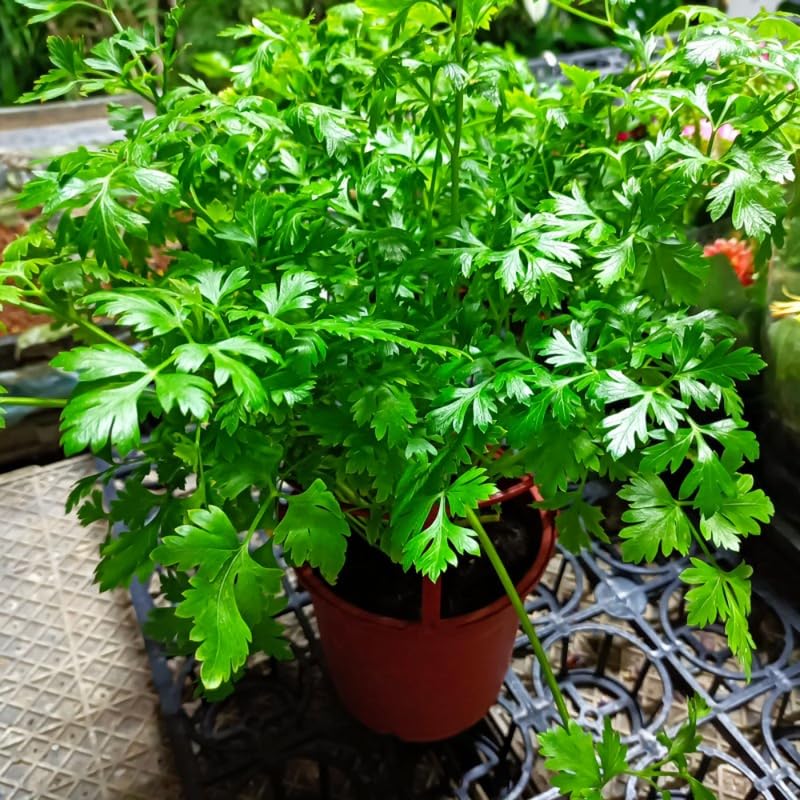 Parsley Plant Live in Pot, Live Parsley Plant, 3.5 Inches Pot, 4 to 6 Inches Tall for Planting Outdoor Or Indoor