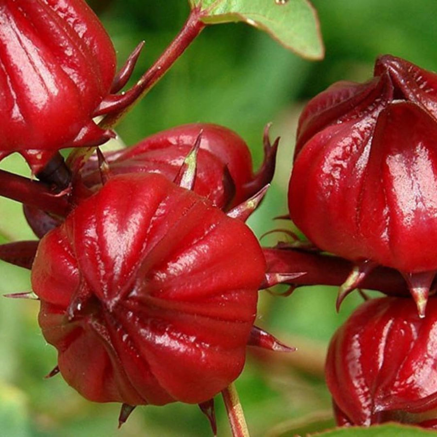 Pack of 50 Roselle Seeds, Hibiscus Sabdariffa Seeds, Herbal Hibiscus Seeds for Outdoor Garden