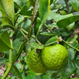 Green Lime Tree Live, 2-3 Feet Tall Grafted Citrus Plant, Lime Tree for Outdoor or Indoor Growing