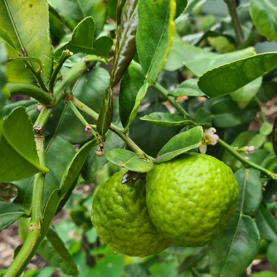 Green Lime Tree Live, 2-3 Feet Tall Grafted Citrus Plant, Lime Tree for Outdoor or Indoor Growing