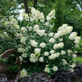 Lime Hydrangea Plant Live, Hydrangea Tree Live Plant Outdoors, 5 to 7 Inches Tall, Shrub Bush Plant
