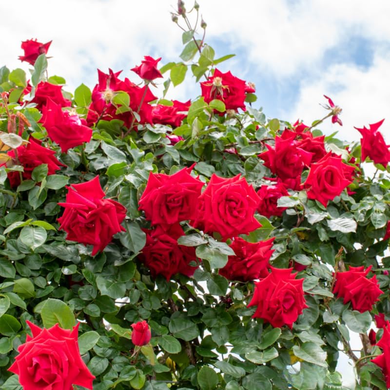 Red Roses Live Plants 7 Months Old, Rose Bushes Ready to Plant 5-9" Tall, Very Fragrant, Can Grow As Climber or Bush Tree or Trellises, Walls, Fences