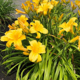Pack 10 Daylily Bulbs for Planting Spring, Fast Blooming Hardy Perennial Lily Bare Roots for Outdoor Growing (Yellow, Large Day Lily)