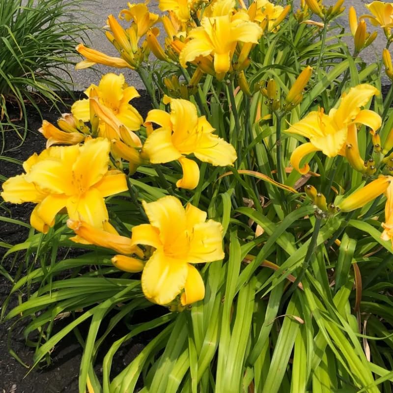 Pack 10 Daylily Bulbs for Planting Spring, Fast Blooming Hardy Perennial Lily Bare Roots for Outdoor Growing (Yellow, Large Day Lily)