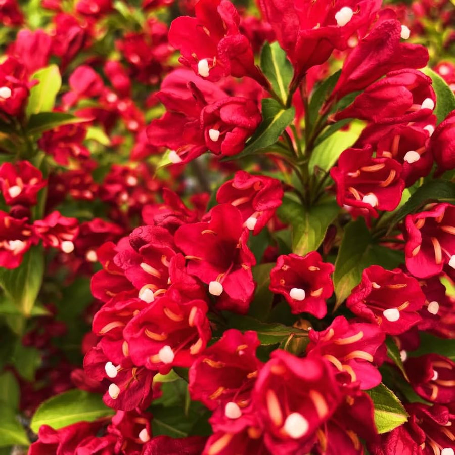 Red Weigela Tree Live Plant in 4 Inch Pot, Weigela Blooming Shrub, Vibrant Flowering Starter Plant 4-7" Tall for Outdoor Gardening