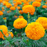 3 Mix Marigold Plants Live, 3 Starter Plant, Live Marigold Flower Plants Indoor or Outdoors Growing Planting Gardening Flowering
