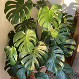 2 Monstera Plants Live, Swiss Cheese Philodendron Plant, Ornamental Tropical Well-Rooted, 4 to 5 Leaves for Indoor Houseplant (Monstera Swiss Cheese Round Leaf)