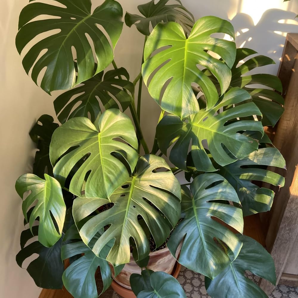 2 Monstera Plants Live, Swiss Cheese Philodendron Plant, Ornamental Tropical Well-Rooted, 4 to 5 Leaves for Indoor Houseplant (Monstera Swiss Cheese Round Leaf)