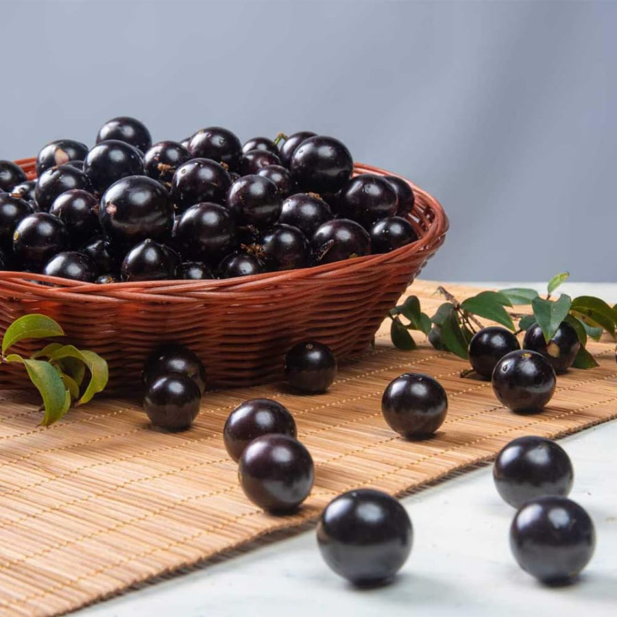Jaboticaba Tree Plant Live, Black Jaboticaba Fruit Tree, 3 Feet Tall, Well-Rooted for Outdoor Growing