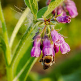 15 Comfrey Roots for Planting, Comfrey Live Roots, 3–6 Inch Size, Fast Growing Perennial Herb