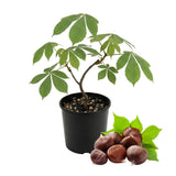 Live Horse Chestnut Tree Plant 3-5 Inch Tall, Chestnut Plant 4" Pot, Hardy Ornamental Plants for Yard