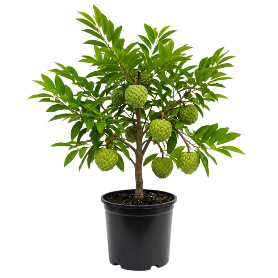 Sugar Apple Tree Live Plant, Sugar Apple Plant Live, 4-8 Inc Tall, 4 Inc Pot, Sweet Tropical Fruit Tree for Container and Outdoor Garden