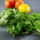 Cilantro Plant Live, Green Cilantro Live Plant Pot, 3.5 Inc Pot, Herb Vegetable Plant Gardening Outdoor Indoor, 5 to 7 Inc Tall