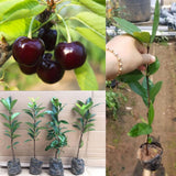 1 Year Old Black Cherry Trees Live Plants, 6-14" in Tall, Wild Cherry Fruit Trees for Outdoor Growing