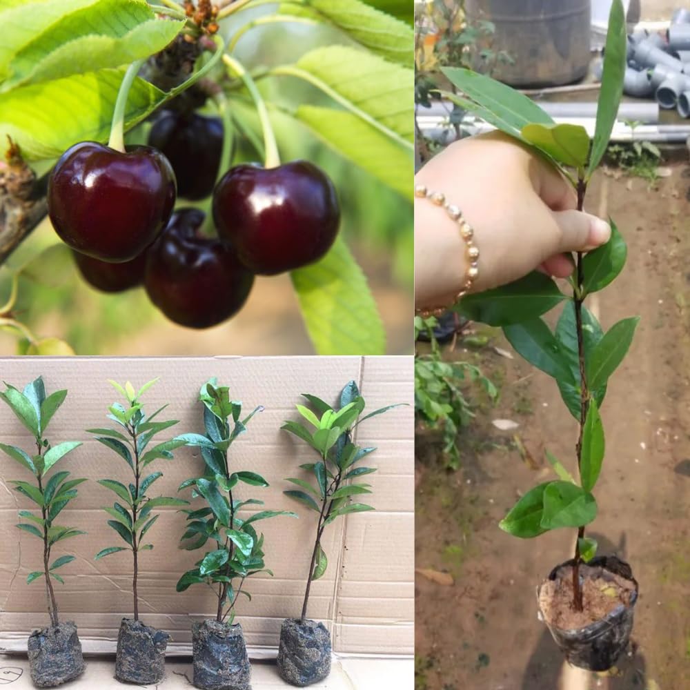 1 Year Old Black Cherry Trees Live Plants, 6-14" in Tall, Wild Cherry Fruit Trees for Outdoor Growing