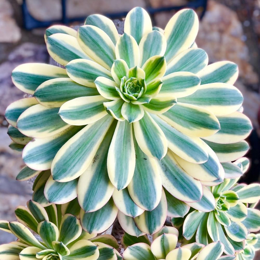 Aeonium Plant Live, Rarre Aeonium Succulents Indoor Houseplant in 4'' Pot, Succulents for Home Office Decoration (Stripe)