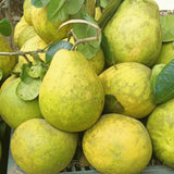 3 Years Old White Pomelo Grapefruit Tree Live Plant, High Yield, 3 Feet Tall Grafted Citrus Tree, Big White Pumelo Fruit for Zones 9-11