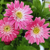 Daisy Plants Live, Pink Gerbera Daisy Live Plants, 3 to 6 Inc Tall, Daisy Flower Plants Live, Live Daisy Plants, 1 Plant