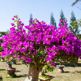 Bougainvillea Live Plant, Bougainvillea Flowering Vine Well Rooted 4-8 Inch Tall
