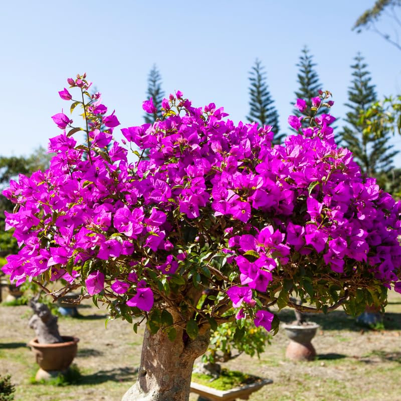 Bougainvillea Live Plant, Bougainvillea Flowering Vine Well Rooted 4-8 Inch Tall