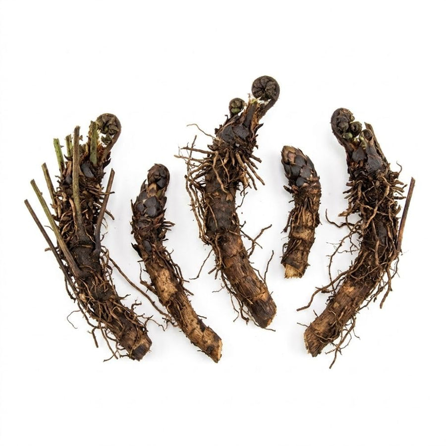 5 Ostrich Fern Bare Root Rhizomes Plant, Live Fern Plants for Shade Gardens, Hardy Outdoor Perennials Plant