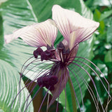 White Tacca Plant Live in 6 Inch Pot - White Bat Flower Houseplant Great for Indoor and Outdoor - Ornamental Flowers