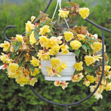Begonia Live Plant Outdoor, Can Grow As Weeping Begonia, Yellow Begonia, Fast-Growing, Easy-Care Flowering Plant for Gardens Containers, 5-9” Tall, No Pot, Begonia Maculata Plants