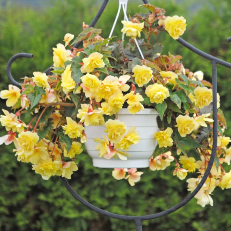 Begonia Live Plant Outdoor, Can Grow As Weeping Begonia, Yellow Begonia, Fast-Growing, Easy-Care Flowering Plant for Gardens Containers, 5-9” Tall, No Pot, Begonia Maculata Plants