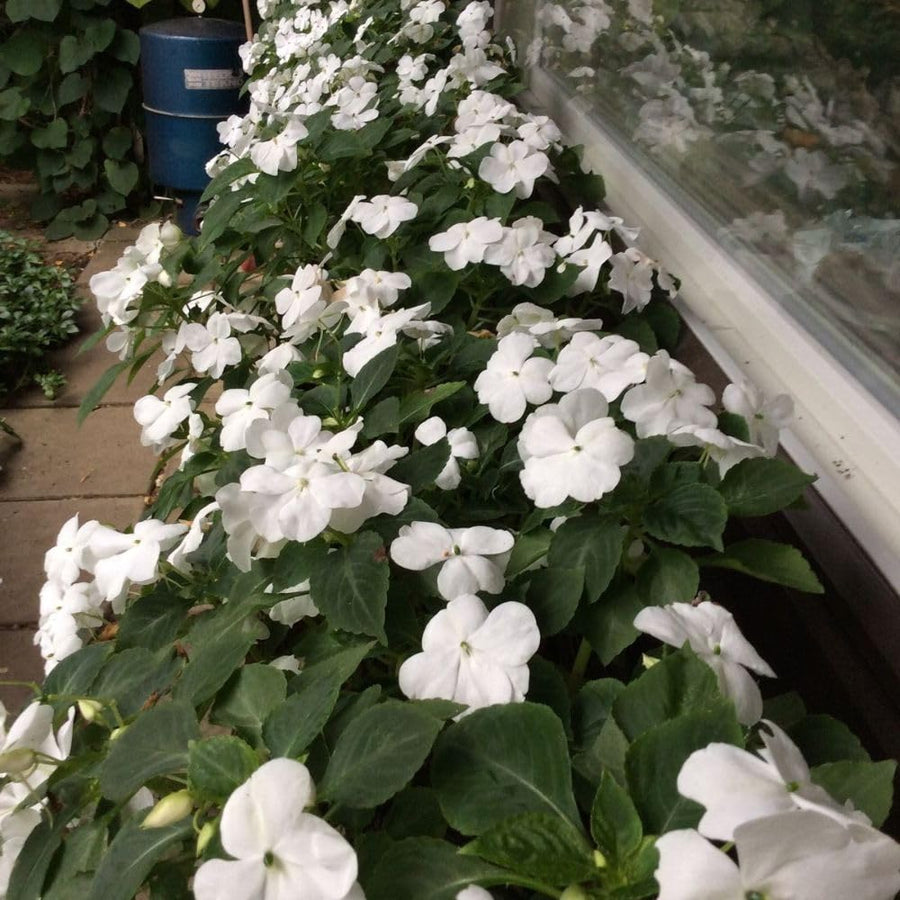 White Impatiens Live Plant in 4-Inch Pot, Impatiens Plant 3-5 Inch Tall, Flowering Annual for Gardens and Containers