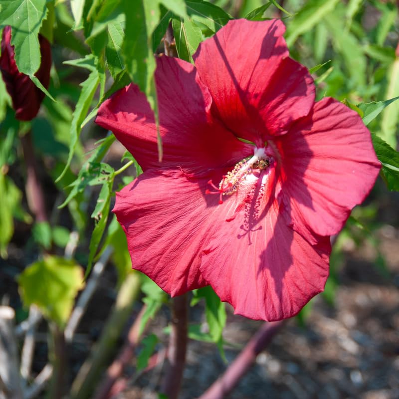 Deep Red Hibiscus Plant Live, Hardy Hibiscus Flowers for Outdoor Landscapes, 5-9 Inch Height, Ornamental Hibiscus Bush Shrub, Well-Rooted, No Pot