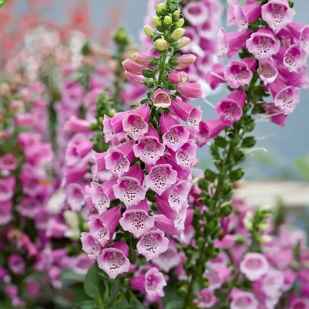Pink Foxglove Live Plant 3-5 Inches Tall, Pink Foxglove Plant 3 Inch Pot, Flowering Perennial for Outdoor Garden