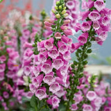 Pink Foxglove Live Plant 3-5 Inches Tall, Pink Foxglove Plant 3 Inch Pot, Flowering Perennial for Outdoor Garden