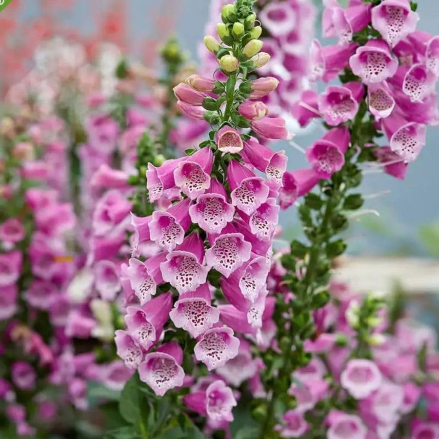 Pink Foxglove Live Plant 3-5 Inches Tall, Pink Foxglove Plant 3 Inch Pot, Flowering Perennial for Outdoor Garden