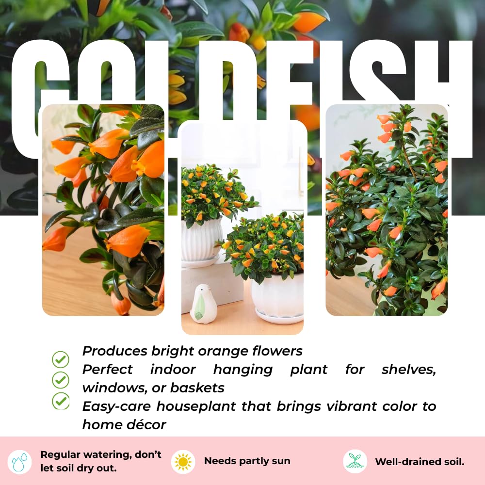 Trailing Goldfish Plant Live in 4'' Pot, Hardy Goldfish Plant for Hanging Basket, Easy-Care Houseplant, Rare Indoor Plant, 4-7 Inch Tall