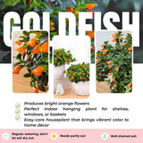 Trailing Goldfish Plant Live in 4'' Pot, Hardy Goldfish Plant for Hanging Basket, Easy-Care Houseplant, Rare Indoor Plant, 4-7 Inch Tall