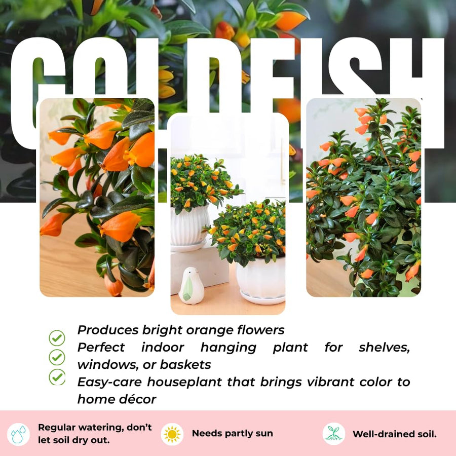 Trailing Goldfish Plant Live in 4'' Pot, Hardy Goldfish Plant for Hanging Basket, Easy-Care Houseplant, Rare Indoor Plant, 4-7 Inch Tall