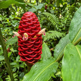 Awapuhi Shampoo Ginger Live Plants, Zingiber Zerumbet Pinecone Ginger Lily, Shampoo Ginger Plants Live for Outdoor Planting, 3–5 Inches Tall, Tropical Garden Plant, No Pot