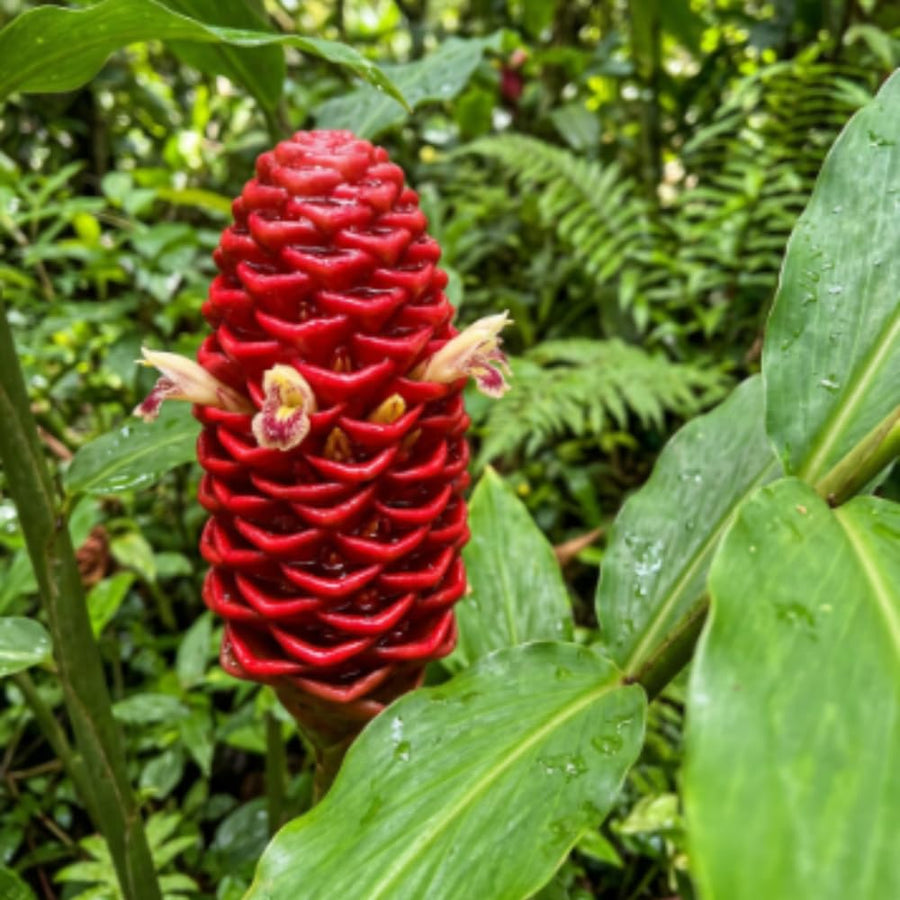 Awapuhi Shampoo Ginger Live Plants, Zingiber Zerumbet Pinecone Ginger Lily, Shampoo Ginger Plants Live for Outdoor Planting, 3–5 Inches Tall, Tropical Garden Plant, No Pot