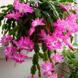 Christmas Cactus Live Plant 4'' Pot, Holiday Blooming Houseplant for Pot, Hanging Baskets, Indoor Outdoor Planting (Pink Christmas Cactus)