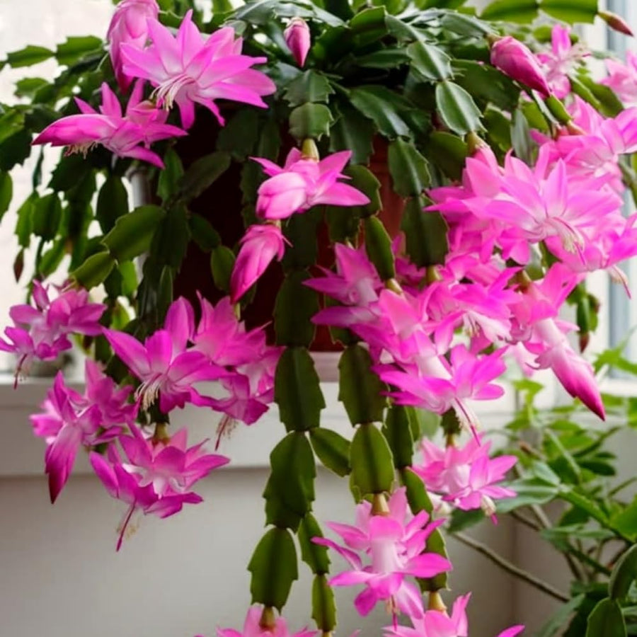 Christmas Cactus Live Plant 4'' Pot, Holiday Blooming Houseplant for Pot, Hanging Baskets, Indoor Outdoor Planting (Pink Christmas Cactus)