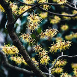 Live Witchhazel Tree Plant 12-16 Inch Tall for Yard and Outdoor Planting, Yellow Witch Hazel Plant, Bareroot Plant