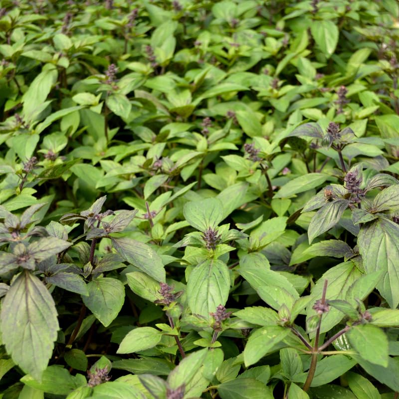 African Blue Basil Plant, Perennial Basil Plant Live, 4-6" Fragrant Leaves Live Herb Plants Potted for Planting in Container, Home Garden
