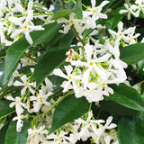 3 Green Jasmine Plants Live, Live Jasmine Plants, Star Jasmine Live Plants, 4 to 6 Inc Long, Jasmine Live Plant for Garden Grow