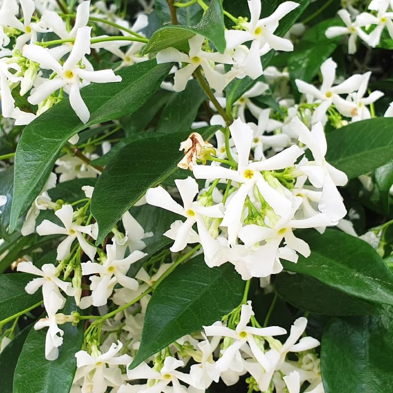 3 Green Jasmine Plants Live, Live Jasmine Plants, Star Jasmine Live Plants, 4 to 6 Inc Long, Jasmine Live Plant for Garden Grow