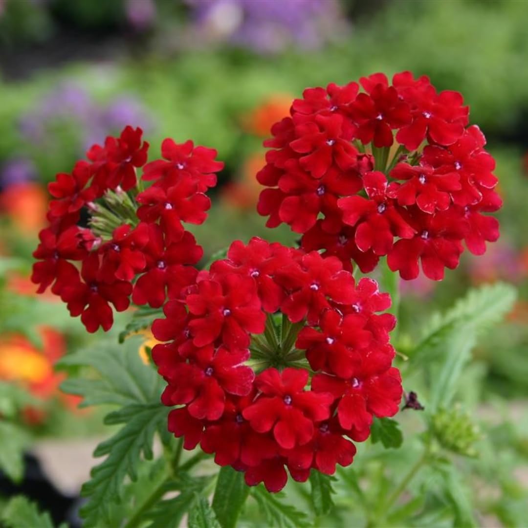 Perennial Red Verbena Plants Live, Sets 6 Plants Verbena for Planting, No Pot, Size 5-9 Inc Tall, Spring Plants Verbena for Trailing Basket, No Pot