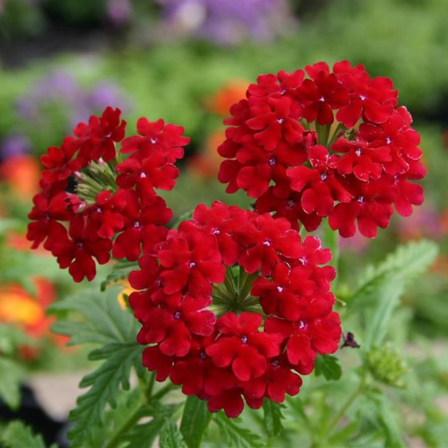 Perennial Red Verbena Plants Live, Sets 6 Plants Verbena for Planting, No Pot, Size 5-9 Inc Tall, Spring Plants Verbena for Trailing Basket, No Pot