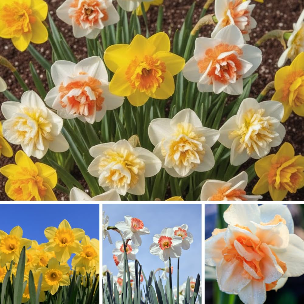 Set of 10 Flower Bulbs, Mixed Tulip and Daffodil Bulbs, Spring Blooming Bulbs for Garden Planting