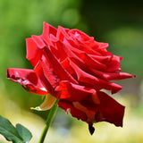 2 Rose Plants Live, Rose Bush Live Plants, Fragrant Rose Flowers, Well Rooted 5-10 Inch Tall, No Pot (Red Rose)