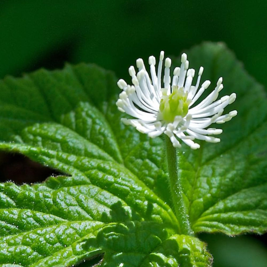 5 Goldenseal Roots for Planting, Golden Seal Live Roots Herb Perennial Plant, Hardy Shade Garden Woodland Spring for Outdoor Growing Zones 3–8