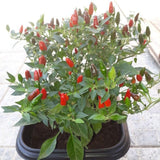 Pack of 100 Pequin Chili Pepper Seeds, Pepper Seeds for Home Gardening, Indoor and Outdoor Use
